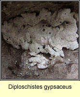 Diploschistes gypsaceus