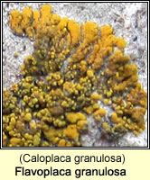 Flavoplaca granulosa (Caloplaca granulosa)
