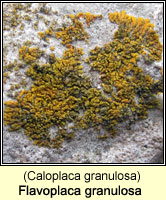 Flavoplaca granulosa (Caloplaca granulosa)