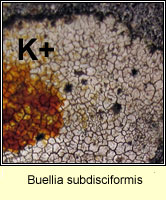 Buellia subdisciformis