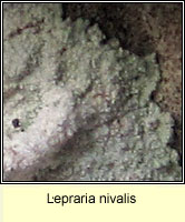 Lepraria nivalis