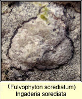 Sclerophytomyces circumscriptus var sorediatus