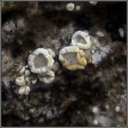 Lecanora andrewii