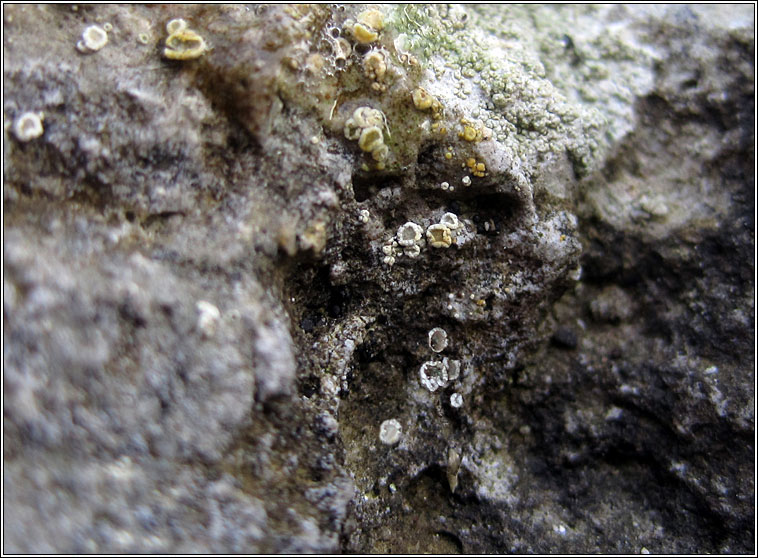 Lecanora andrewii