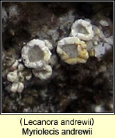 Lecanora andrewii