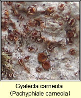 Gyalecta carneola (Pachyphiale carneola)