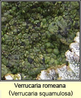 Verrucaria romeana (Verrucaria squamulosa)