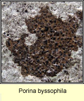 Porina byssophila