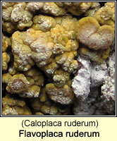 Flavoplaca ruderum (Caloplaca ruderum)