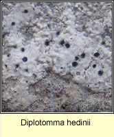 Diplotomma hedinii