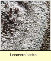 Lecanora horiza