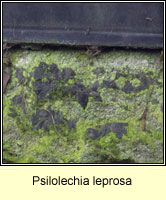 Psilolechia leprosa