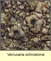 Verrucaria ochrostoma