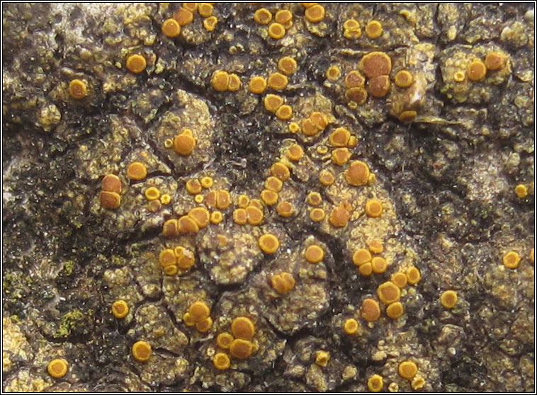 Caloplaca crenulatella