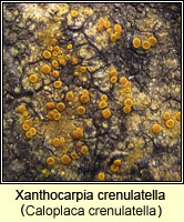 Xanthocarpia crenulatella (Caloplaca crenulatella)