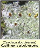 Kuettlingeria albolutescens (Caloplaca albolutescens)