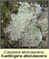 Kuettlingeria albolutescens (Caloplaca albolutescens)