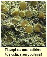 Flavoplaca austrocitrina (Caloplaca austrocitrina)