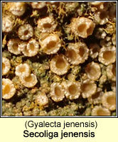 Secoliga jenensis (Gyalecta jenensis)