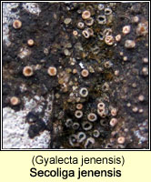 Secoliga jenensis (Gyalecta jenensis)