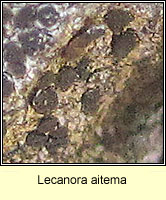 Lecanora aitema