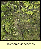 Halecania viridescens