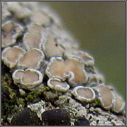 Lecanora hybocarpa