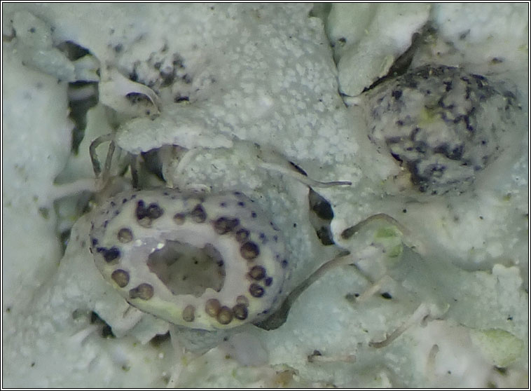 Lichenochora galligena