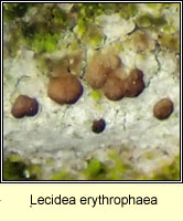 Lecidea erythrophaea q