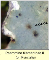Psammina filamentosa, on Punctelia