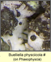 Buelliella physciicola, on Phaeophyscia