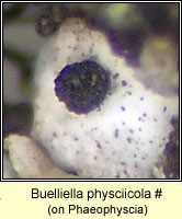 Buelliella physciicola, on Phaeophyscia