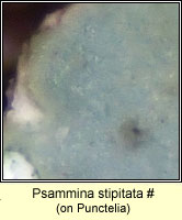 Psammina stipitata, on Punctelia