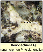 Xenonectriella Q, anamorph