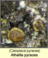 Athallia pyracea (Caloplaca pyracea)