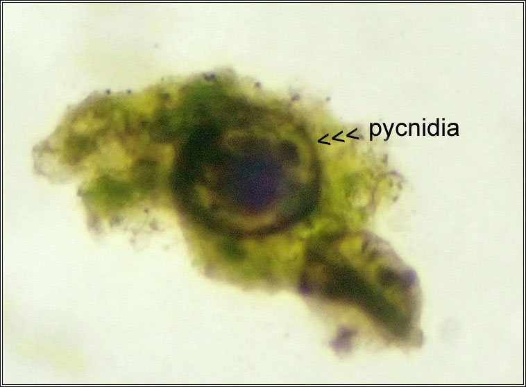 Lichenodiplis fallaciosa