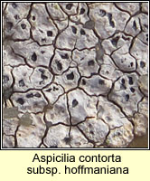 Circinaria hoffmanniana, Aspicilia contorta ssp hoffmaniana