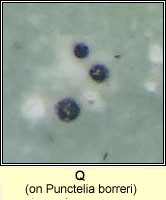 Q on Punctelia borreri