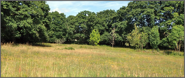 Corfe Mullen meadows