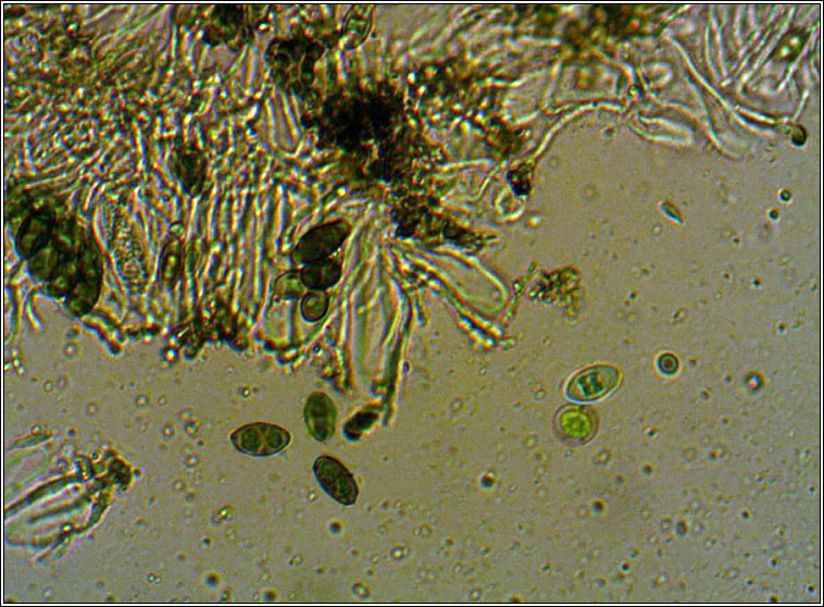 Diploicia canescens, spores