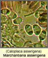 Marchantiana asserigena (Caloplaca asserigena)