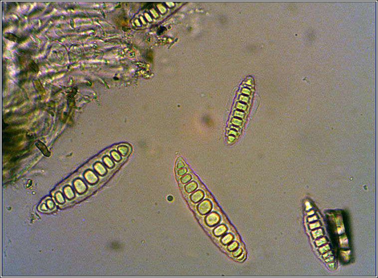 Graphis elegans