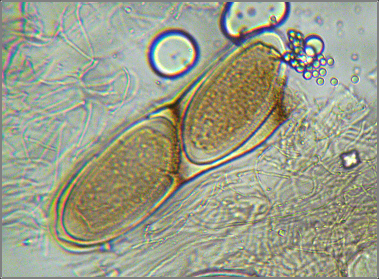 Pertusaria hymenea