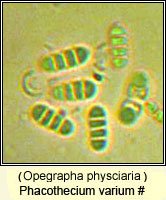 Opegrapha physciaria