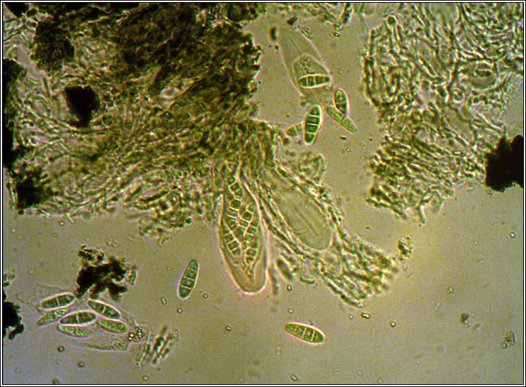 Opegrapha calcarea, spores