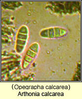 Arthonia calcarea (Opegrapha calcarea)