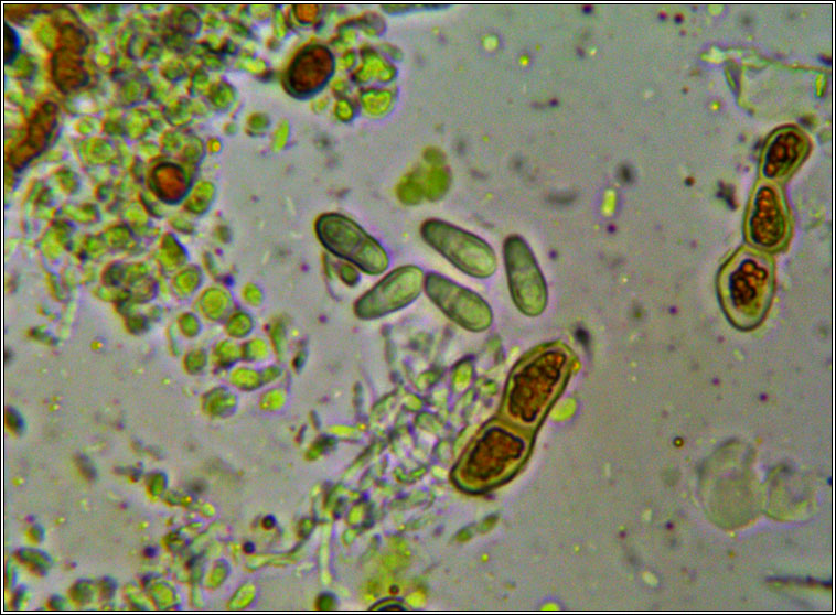 Arthonia didyma, spores