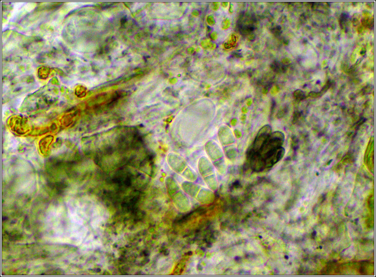 Arthonia didyma, spores