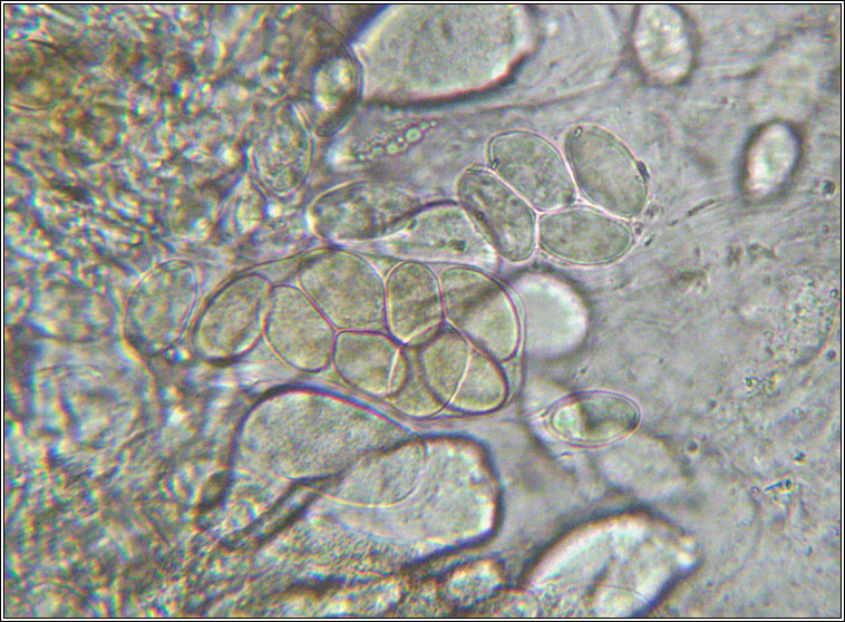 Verrucaria muralis, spores