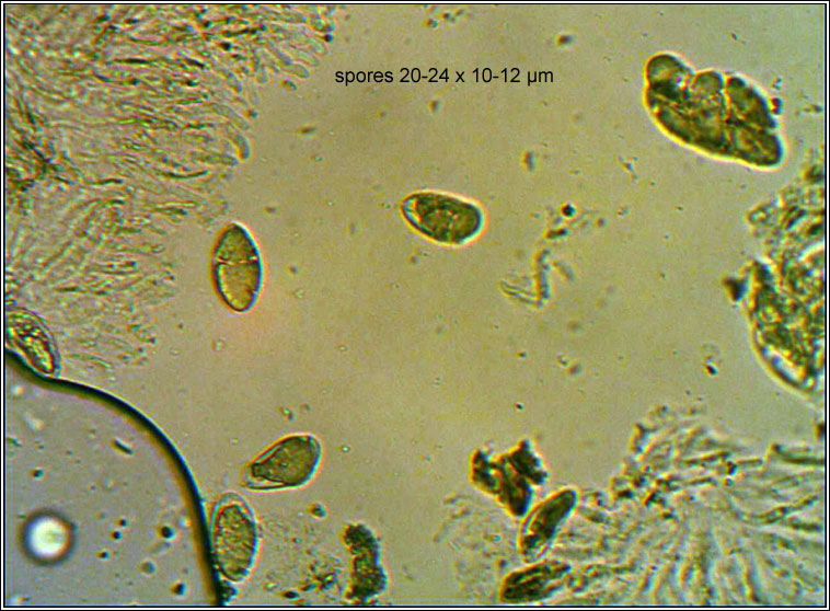 Bagliettoa calciseda, spores